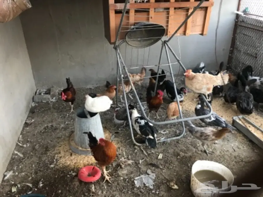 دجاج بلدي بياض وبط بأسعار مغريه  (image 2)
