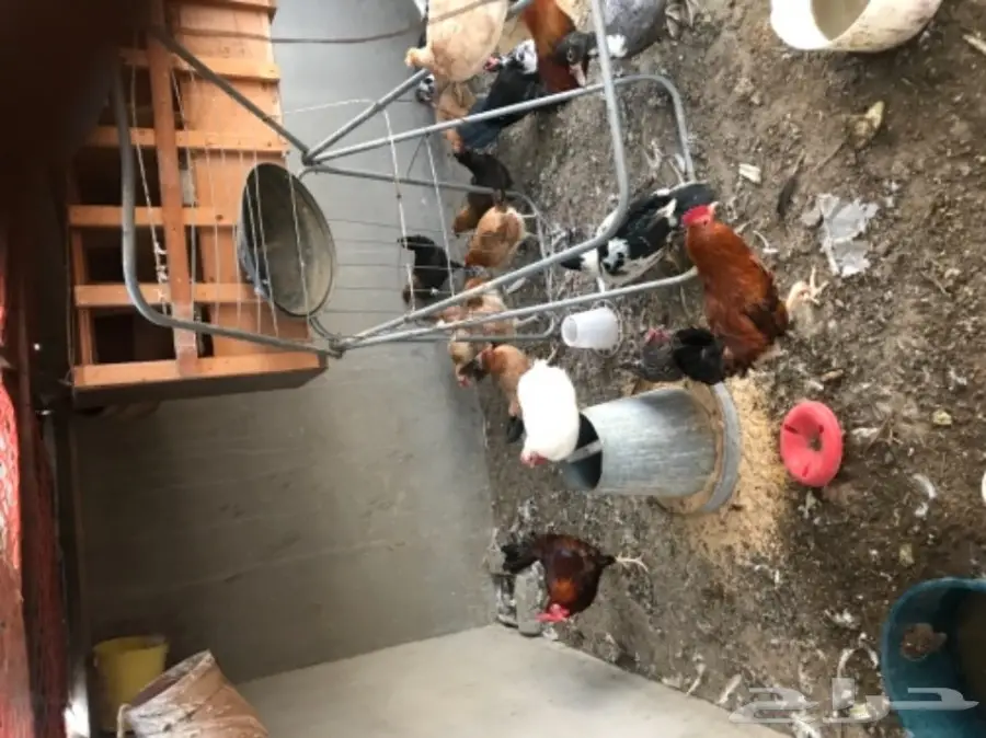 دجاج بلدي بياض وبط بأسعار مغريه  (image 3)