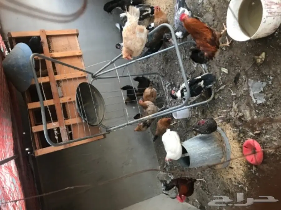 دجاج بلدي بياض وبط بأسعار مغريه  (image 4)
