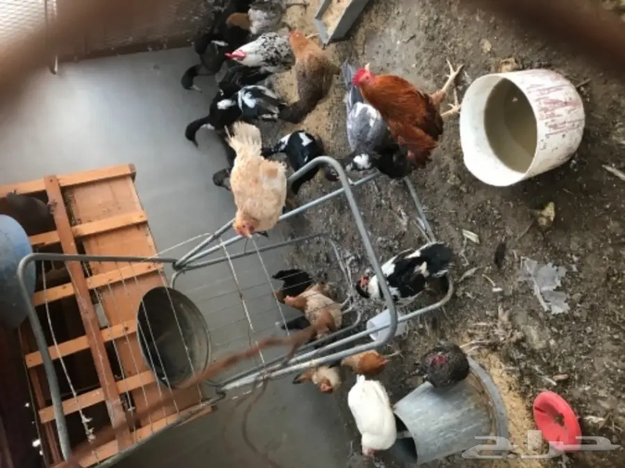 دجاج بلدي بياض وبط بأسعار مغريه  (image 5)