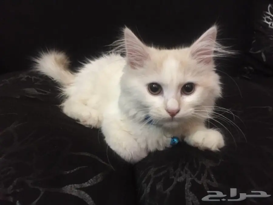 شيرازي للبيع 