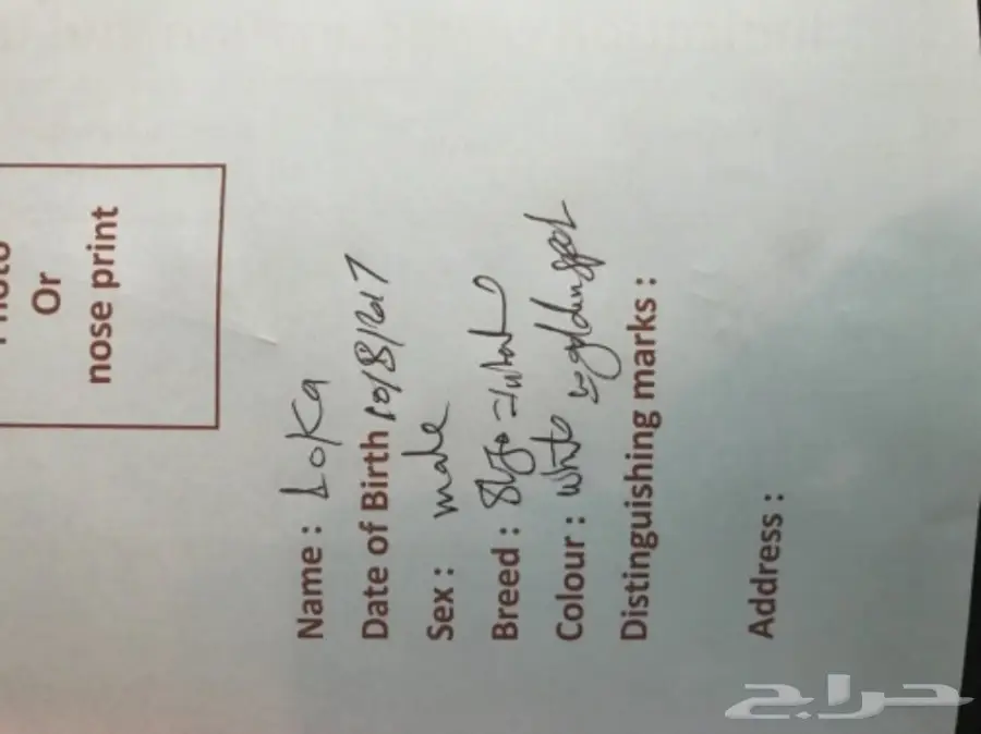 شيرازي للبيع  (image 5)