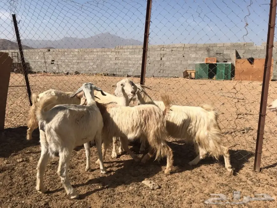 باقي 7 ساعات وينتهي مزاد المعزا