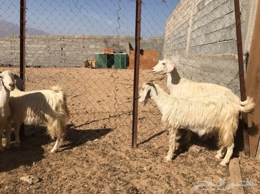 باقي 7 ساعات وينتهي مزاد المعزا (image 1)