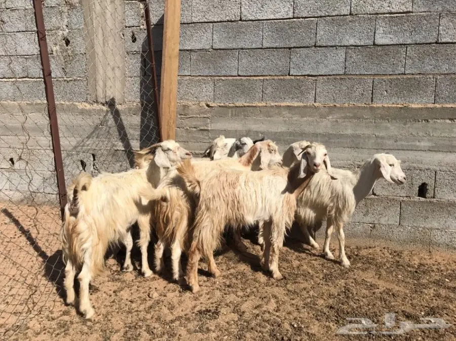 باقي 7 ساعات وينتهي مزاد المعزا (image 2)