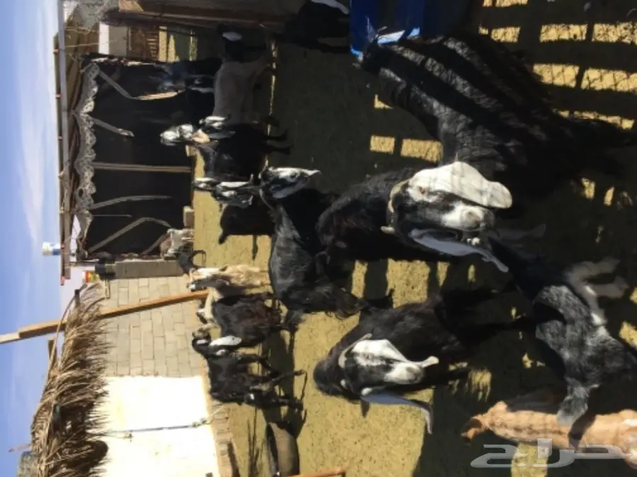 معزا 20  متابيع 21 