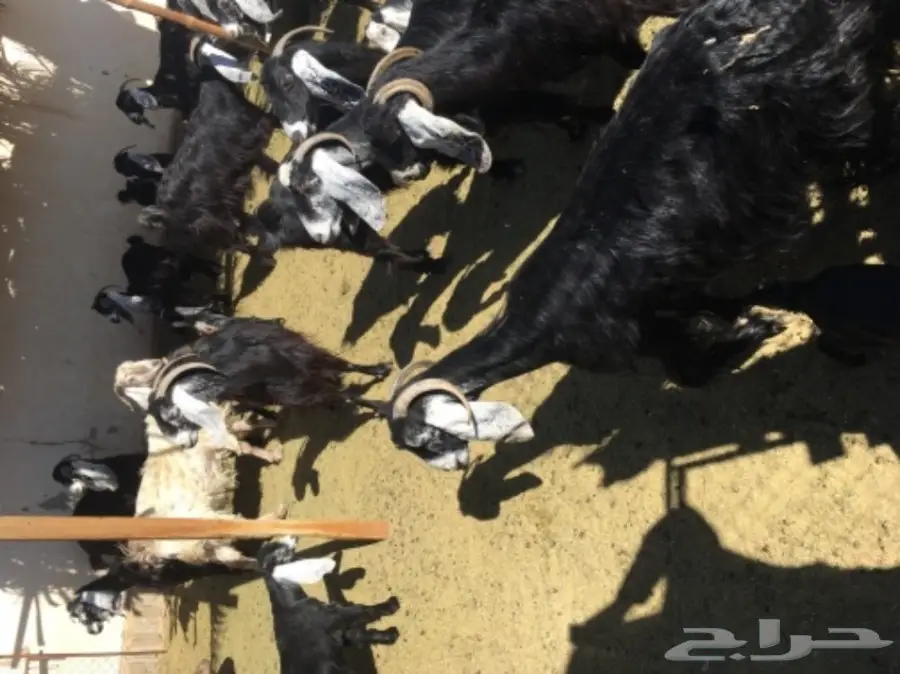 معزا 20  متابيع 21  (image 1)