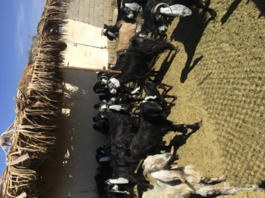 معزا 20  متابيع 21  (image 2)