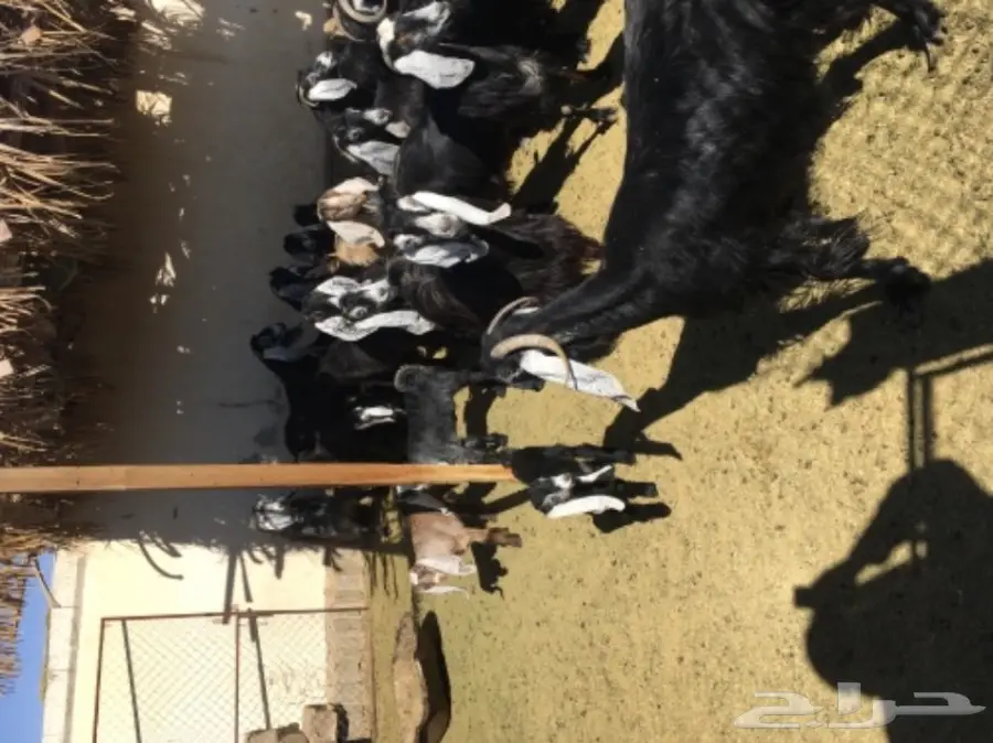 معزا 20  متابيع 21  (image 3)