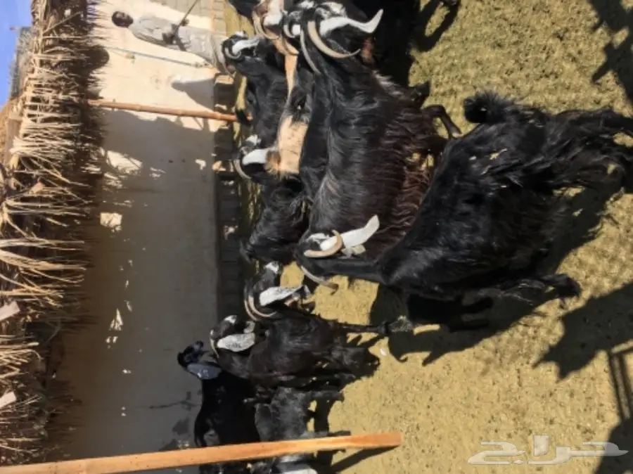 معزا 20  متابيع 21  (image 4)