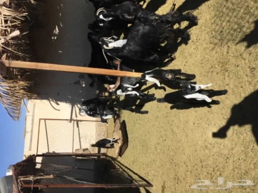 معزا 20  متابيع 21  (image 5)