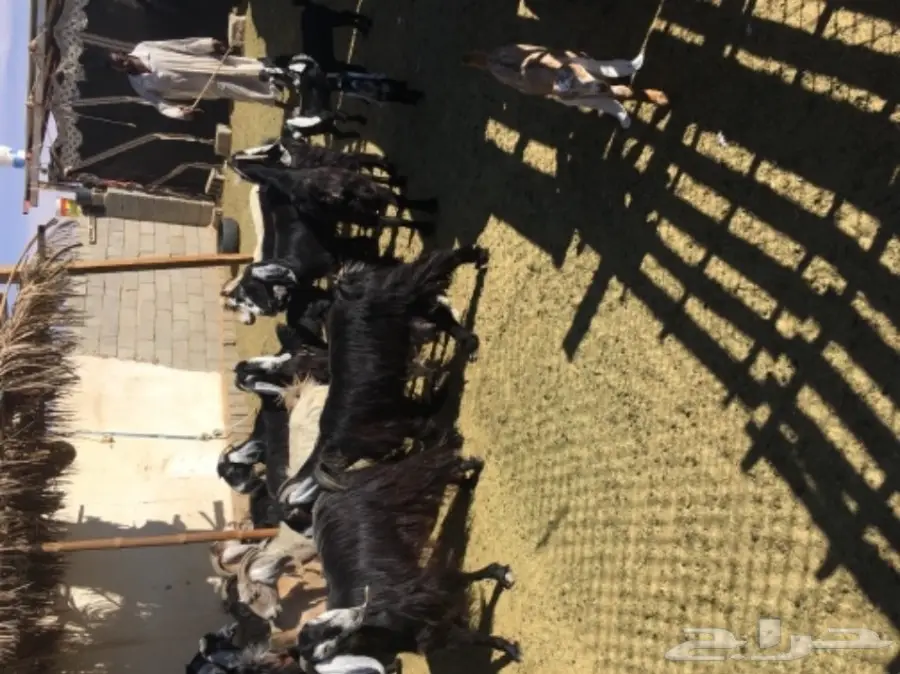 معزا 20  متابيع 21  (image 6)