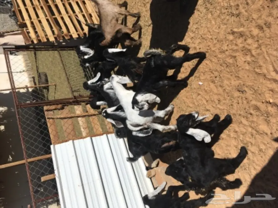 معزا 20  متابيع 21  (image 7)