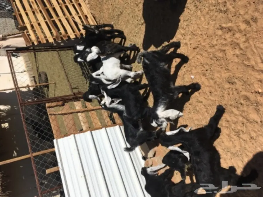 معزا 20  متابيع 21  (image 8)