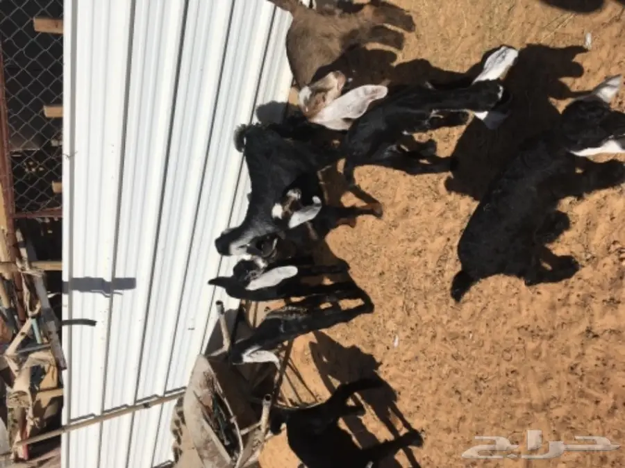 معزا 20  متابيع 21  (image 9)