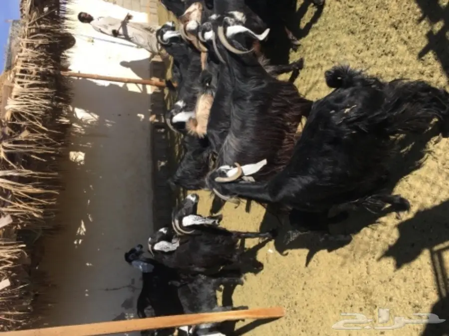 معزا 20  متابيع 21  (image 10)