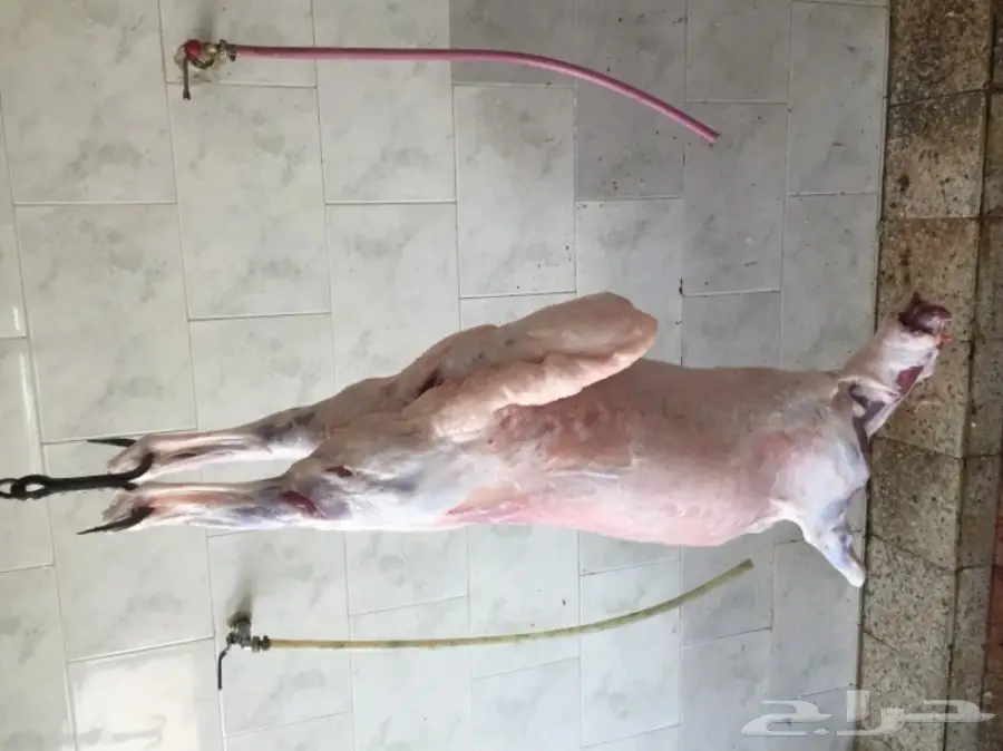 ذبايح حرية مصلوخه موصله 