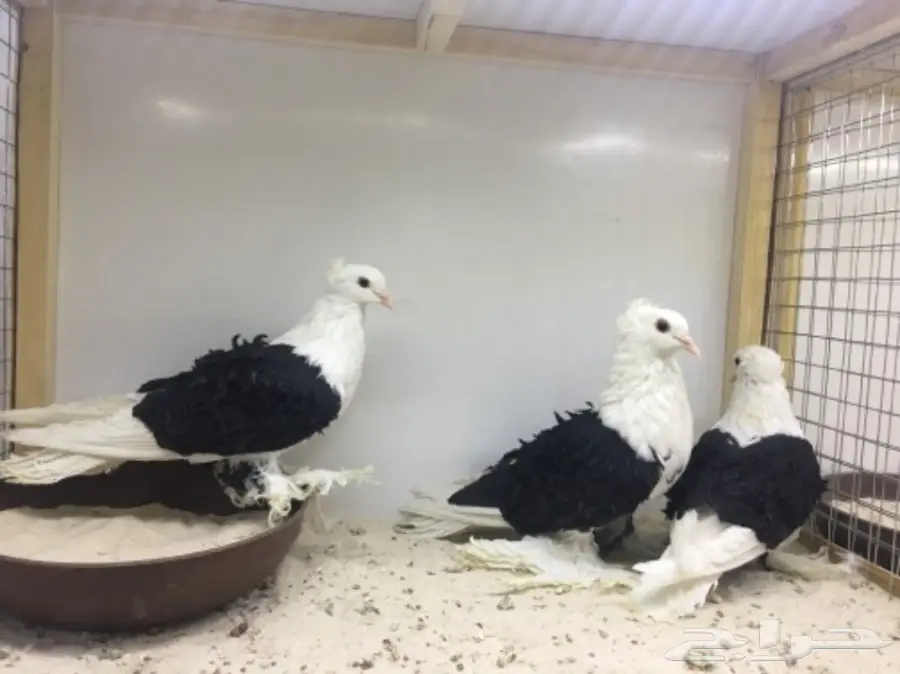 جوز مفتل فاخر - الانثى 2014 - الفحل 2015 - جوز خارجي ممتاز (image 2)