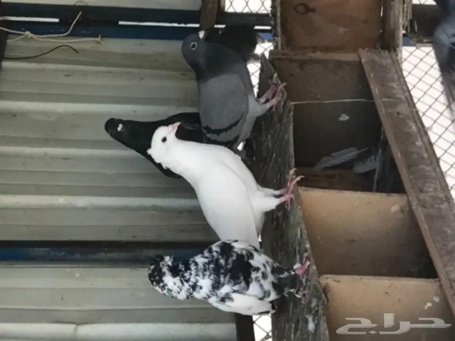 حمام للبيع  (image 3)