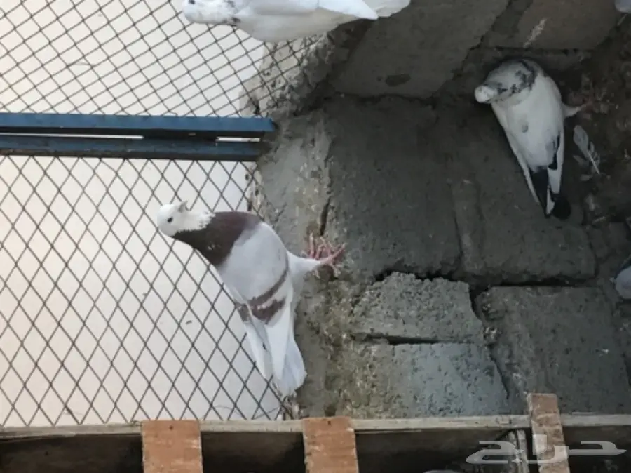 حمام للبيع  (image 4)