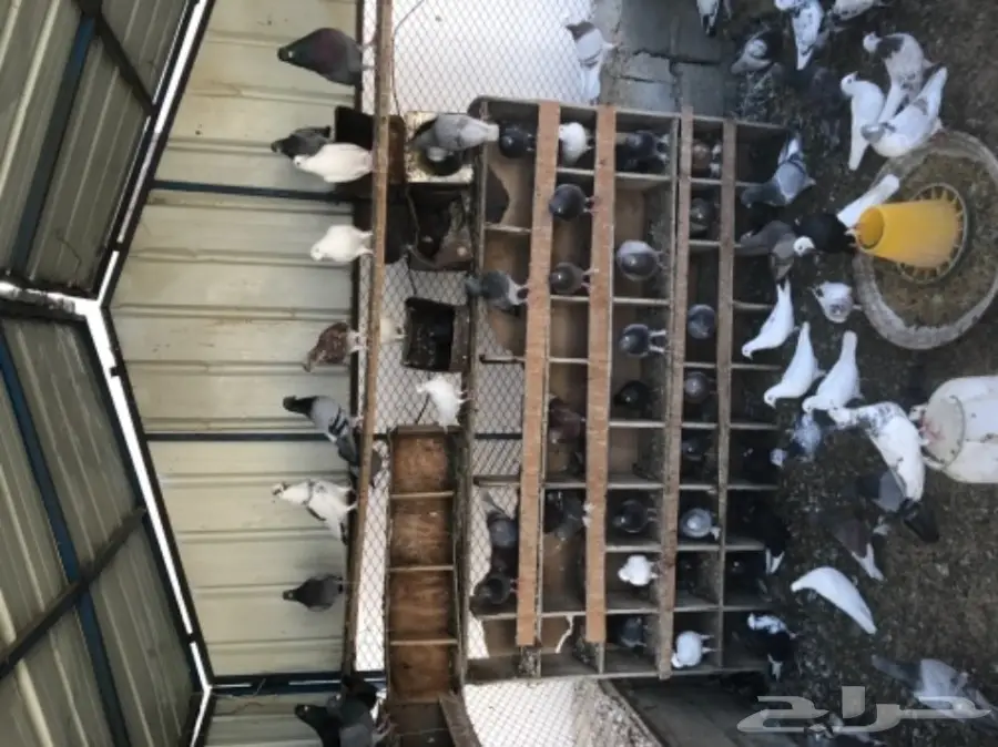 حمام للبيع  (image 5)