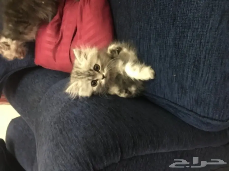 قطط شيرازي (image 1)