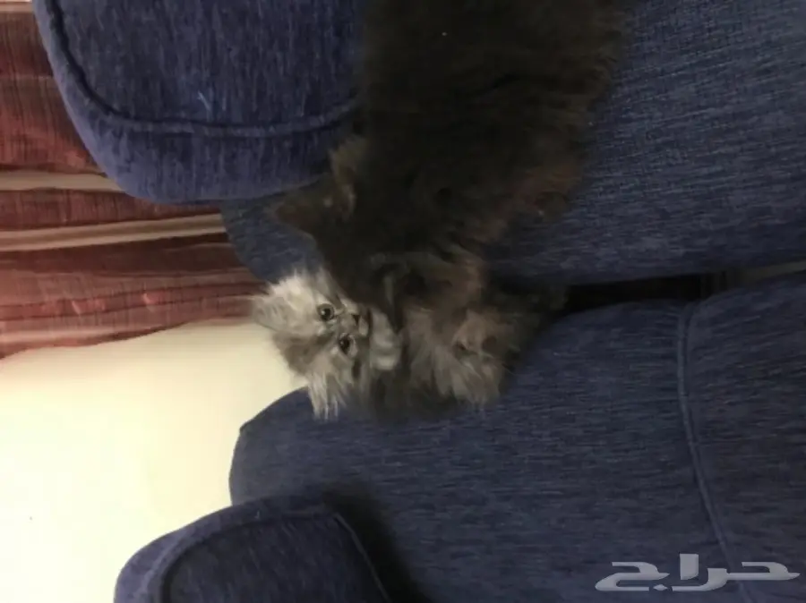 قطط شيرازي (image 3)