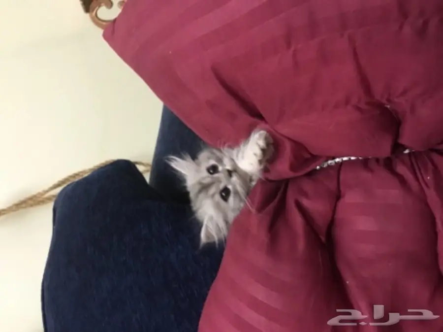 قطط شيرازي (image 4)