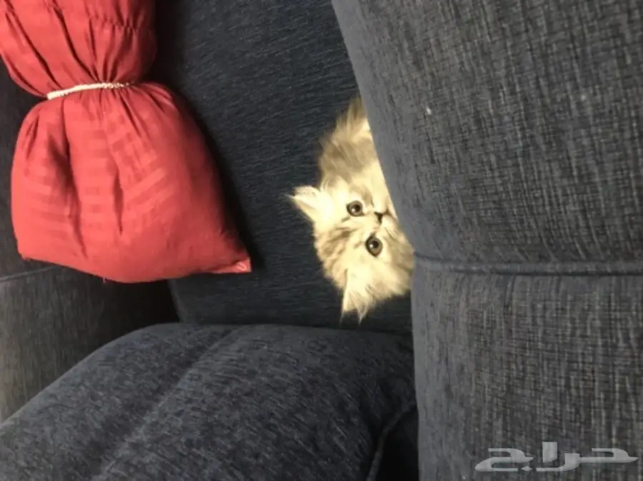 قطط شيرازي (image 5)