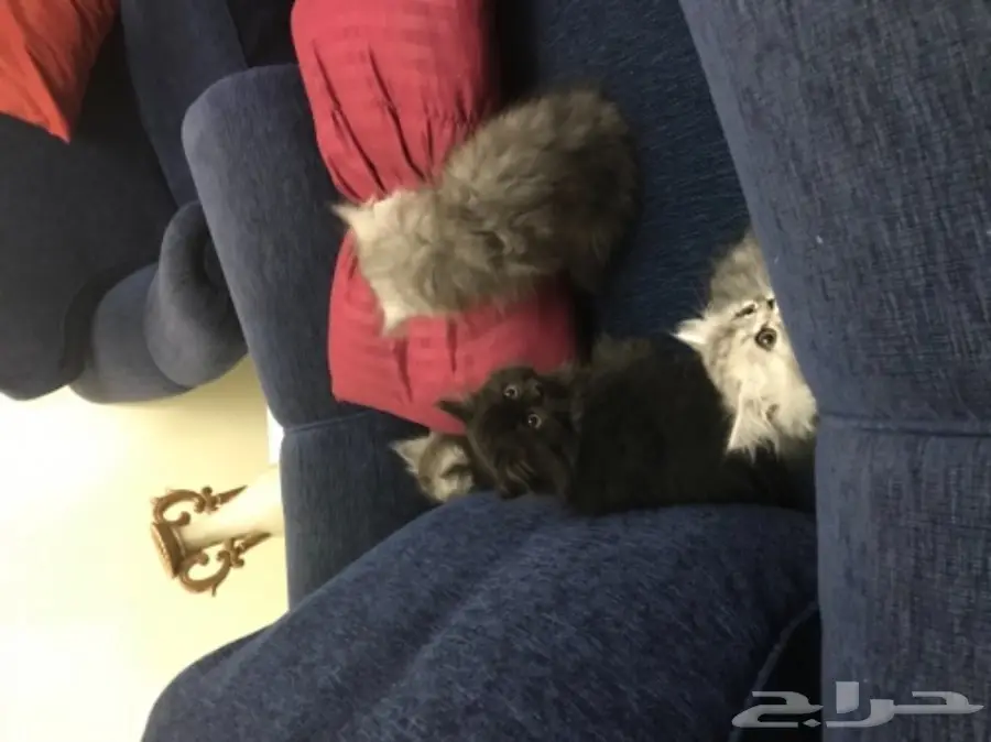 قطط شيرازي (image 6)