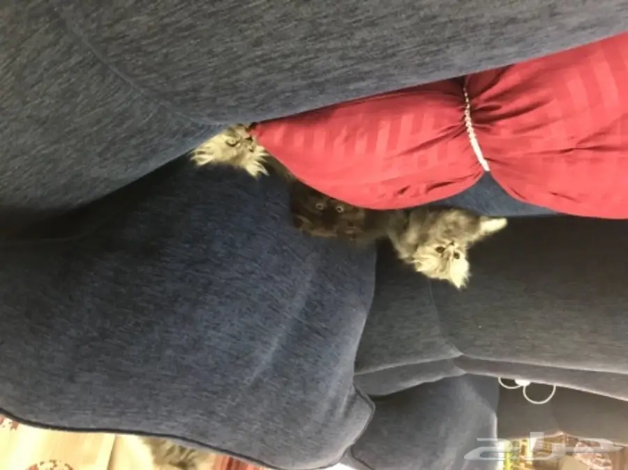 قطط شيرازي (image 7)