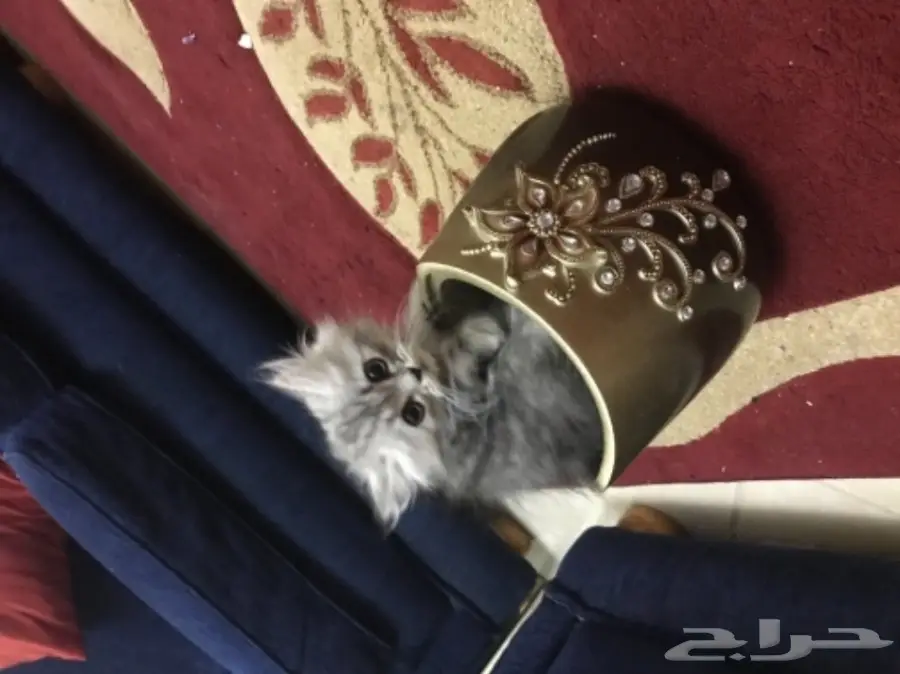 قطط شيرازي (image 8)