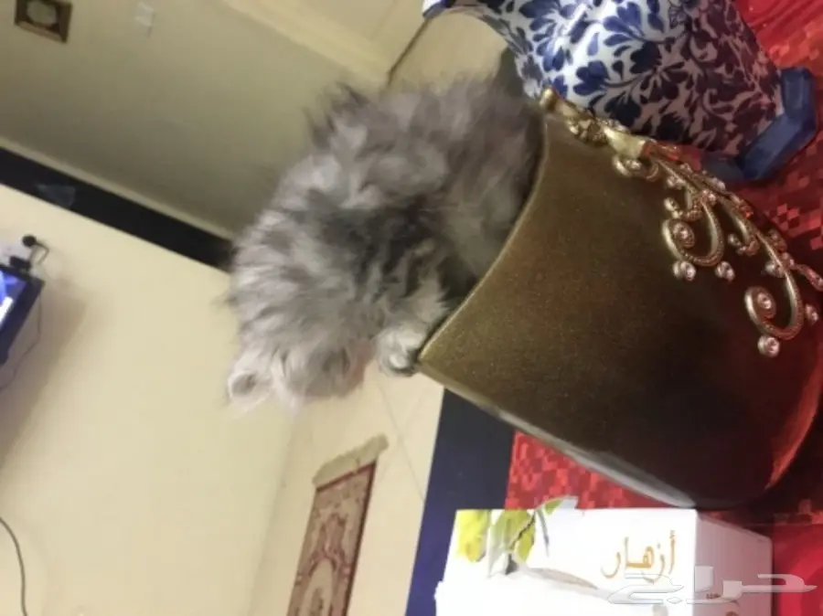 قطط شيرازي (image 9)