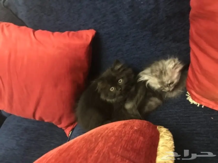 قطط شيرازي (image 10)