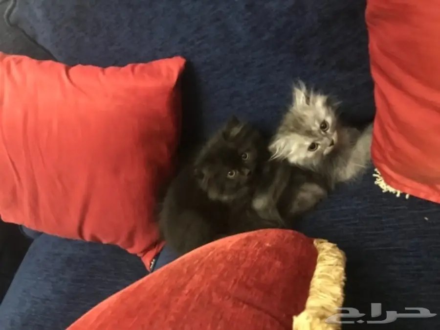 قطط شيرازي (image 11)