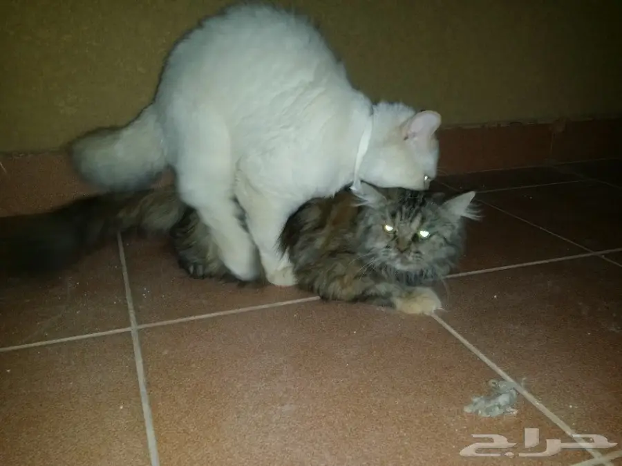 فحل هيمالايا هاف بيكي اورانج (image 8)