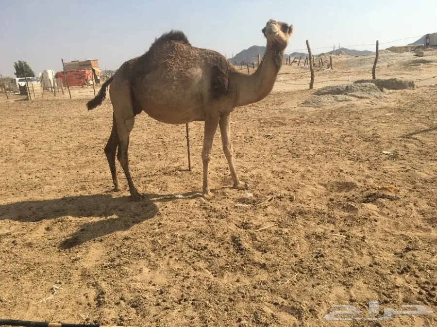 لقحه باقي لها كم شهر وتلد (image 1)