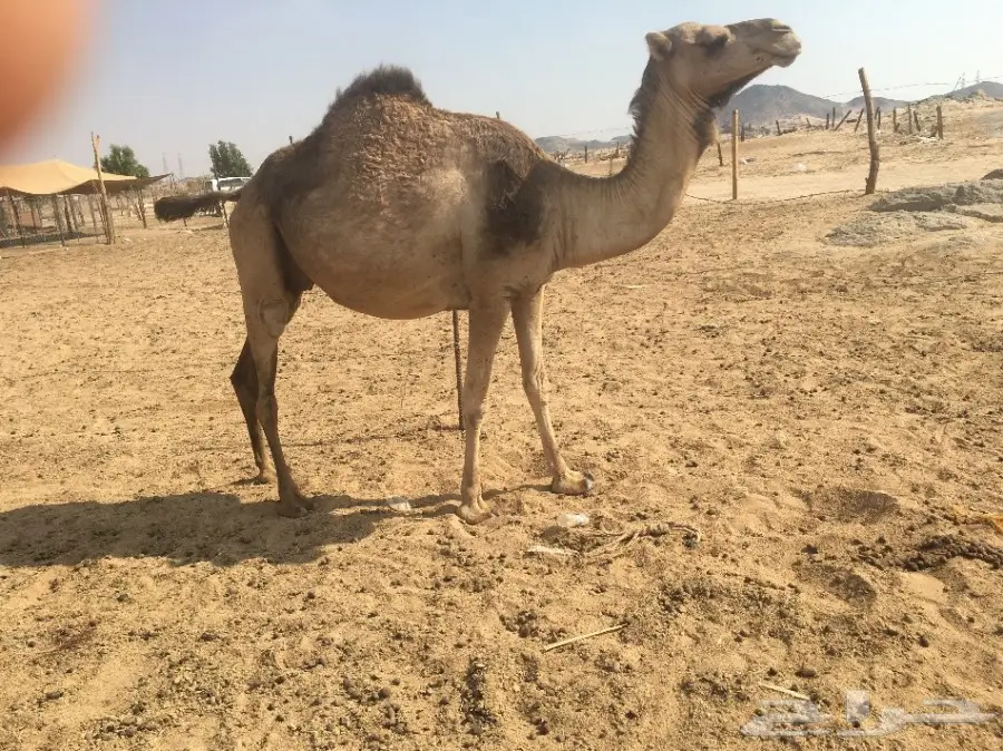 لقحه باقي لها كم شهر وتلد (image 3)