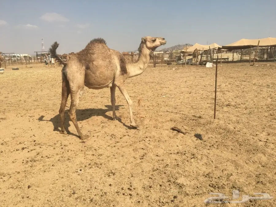 لقحه باقي لها كم شهر وتلد (image 4)