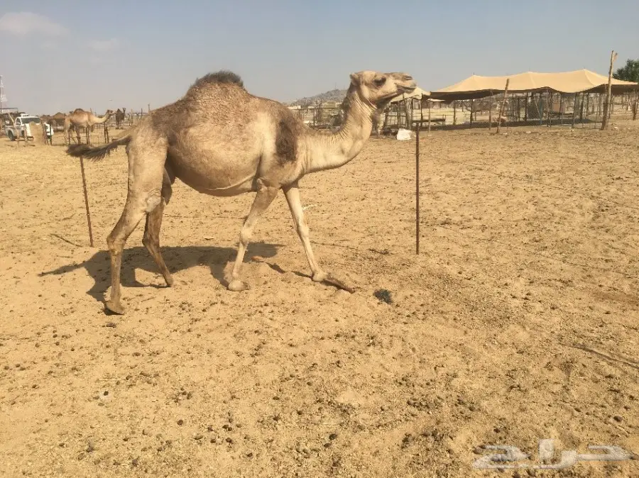 لقحه باقي لها كم شهر وتلد (image 5)