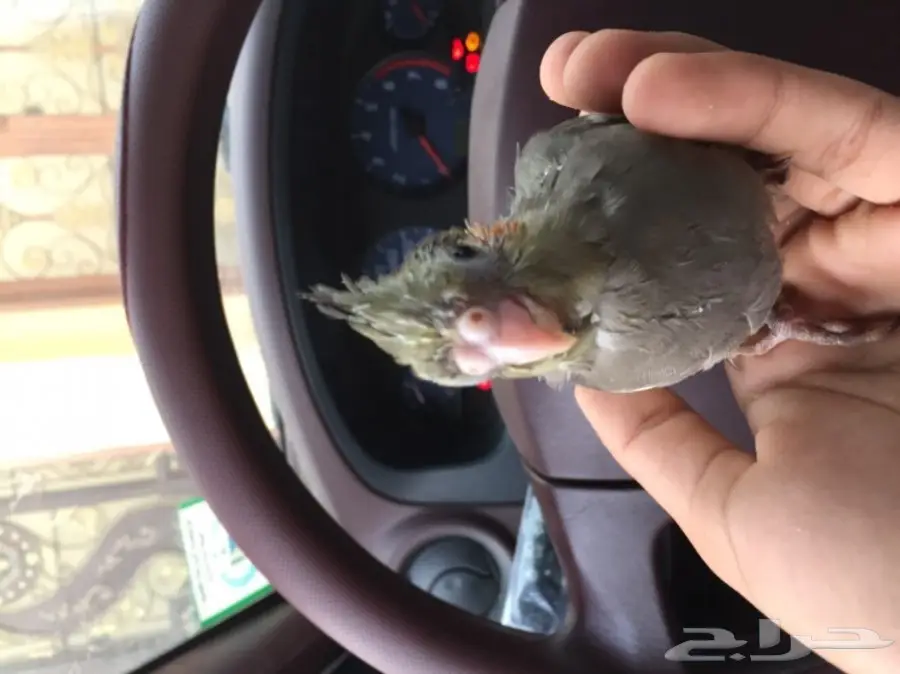 كروان اليييف غر  (image 1)