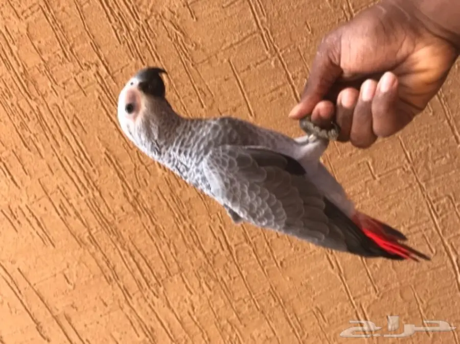 للبيع فرخ كاسكو عيون سود ينغر ويأكل 