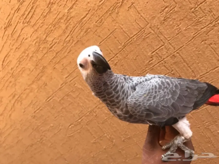 للبيع فرخ كاسكو عيون سود ينغر ويأكل  (image 1)