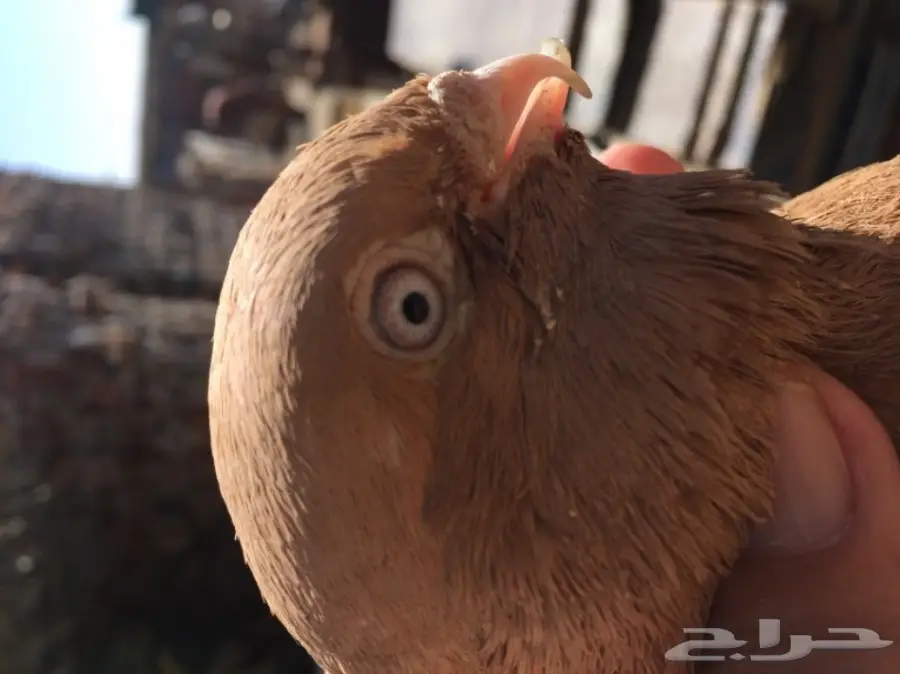 زوج حمام شامي تب التب ( مصري ) نخب  (image 1)