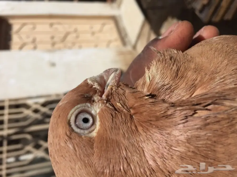 زوج حمام شامي تب التب ( مصري ) نخب  (image 2)