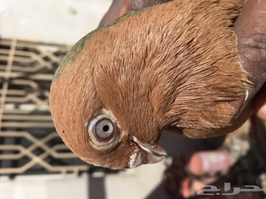 زوج حمام شامي تب التب ( مصري ) نخب  (image 3)