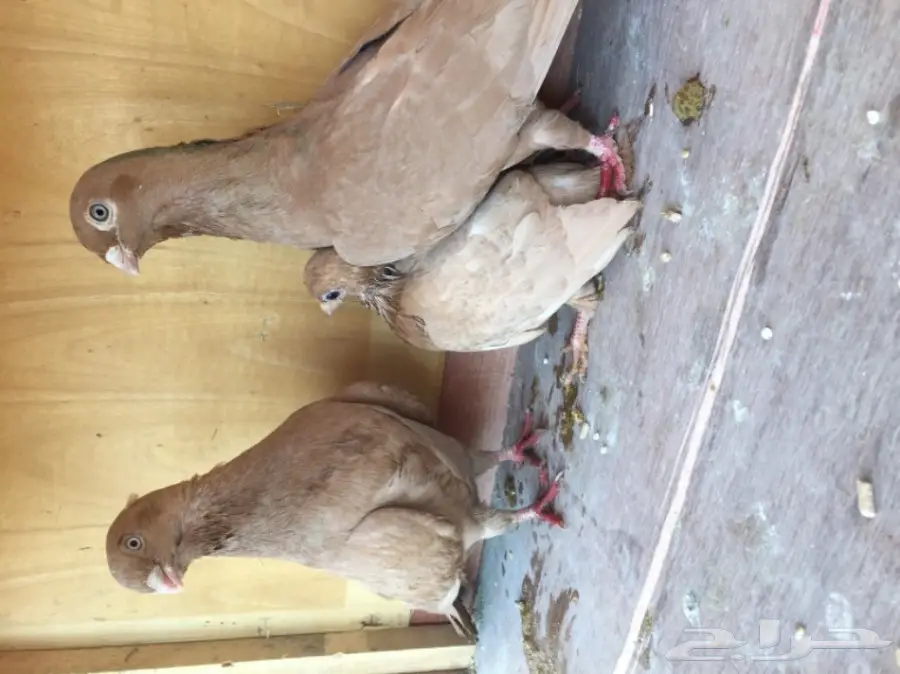 زوج حمام شامي تب التب ( مصري ) نخب  (image 4)