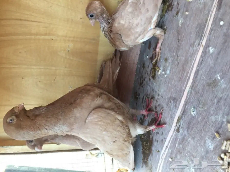 زوج حمام شامي تب التب ( مصري ) نخب  (image 5)