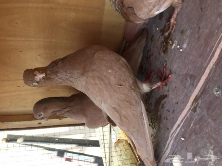 زوج حمام شامي تب التب ( مصري ) نخب  (image 8)