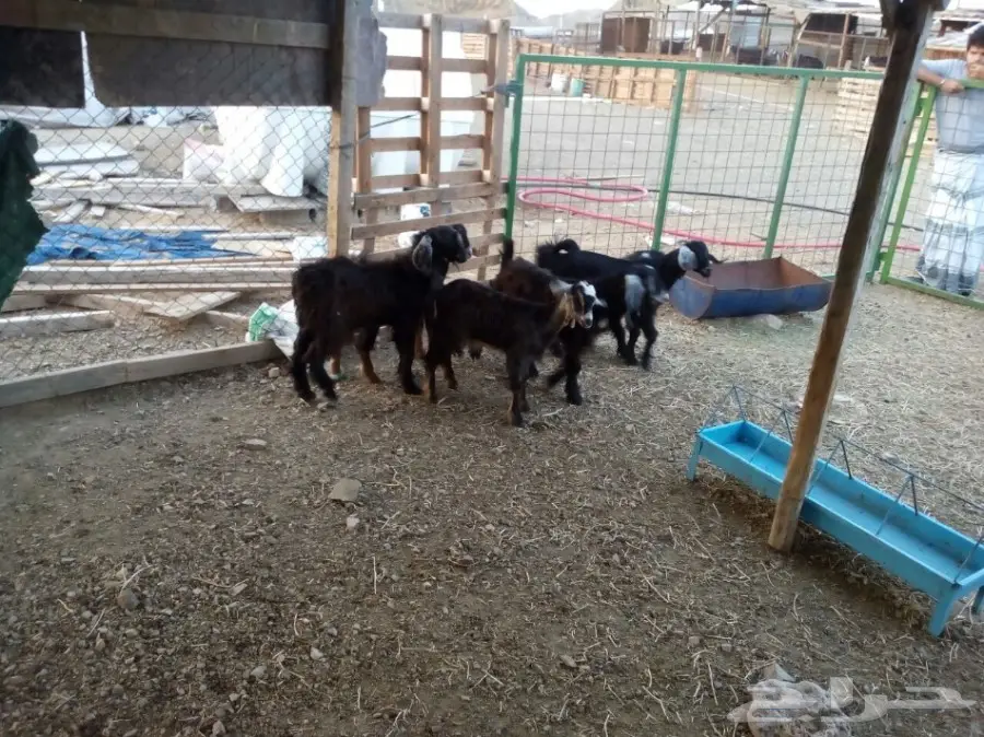 تيوس_عوارض وحرية (image 1)